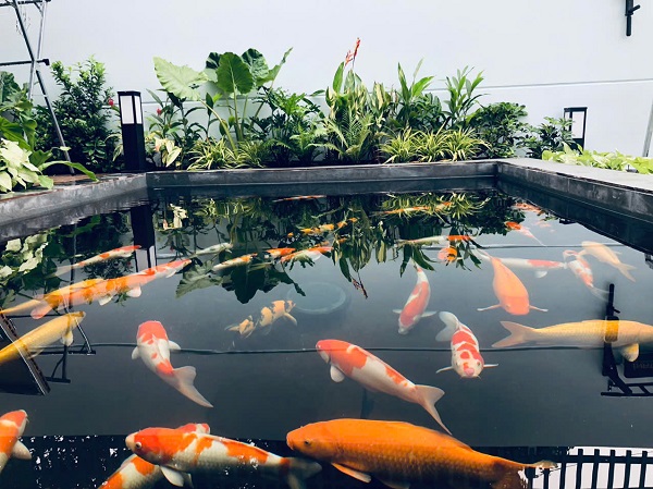 Thiết kế hồ cá Koi tại hồ chí minh