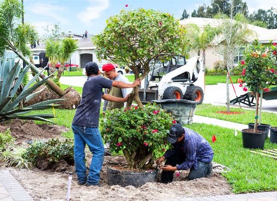 Zengarden thi công sân vườn