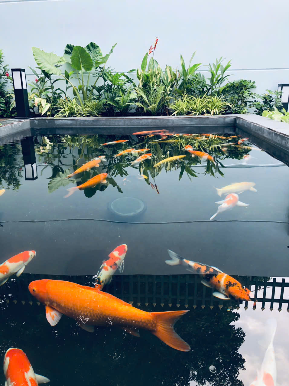 Thiết kế hồ cá Koi tại hồ chí minh